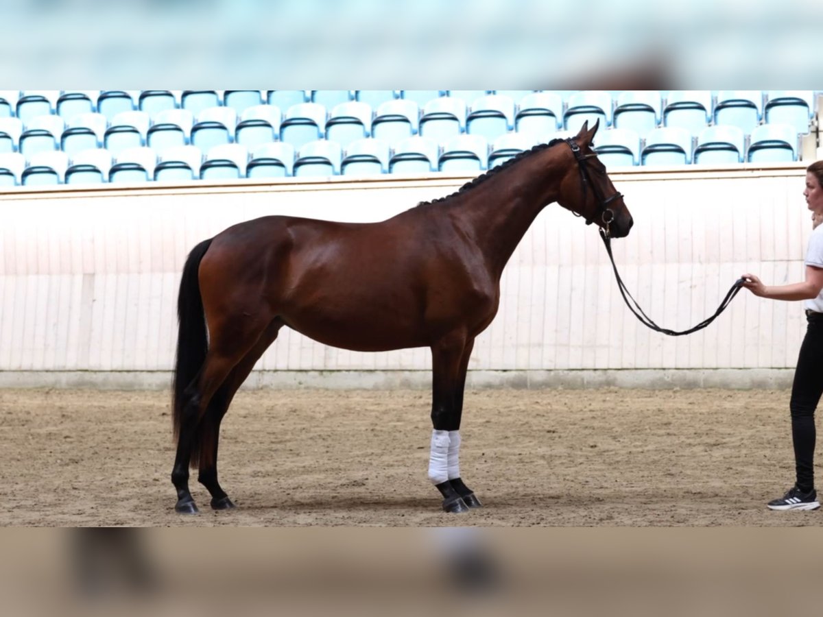 Trakehner Mare 4 years 16,1 hh Brown in Randers NV