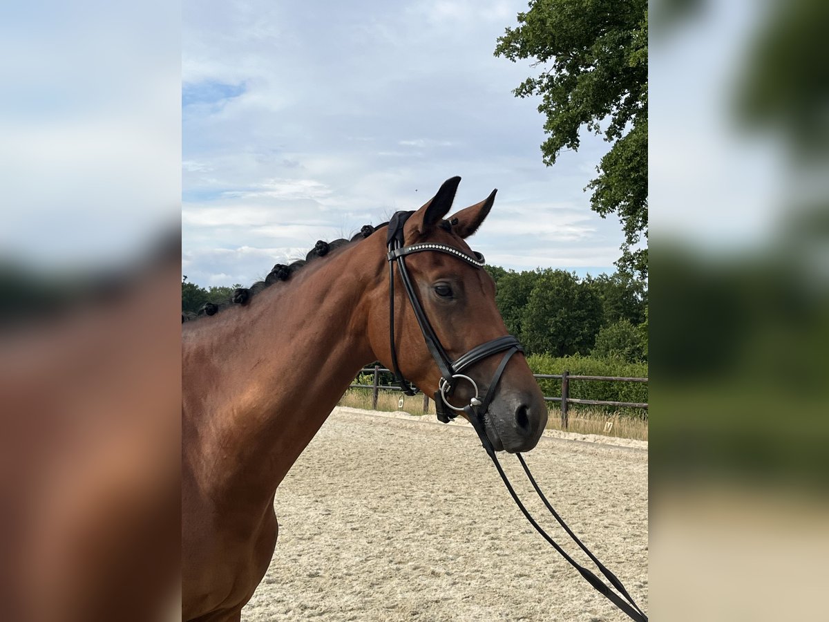 Trakehner Mare 4 years 16,1 hh Brown in Telgte