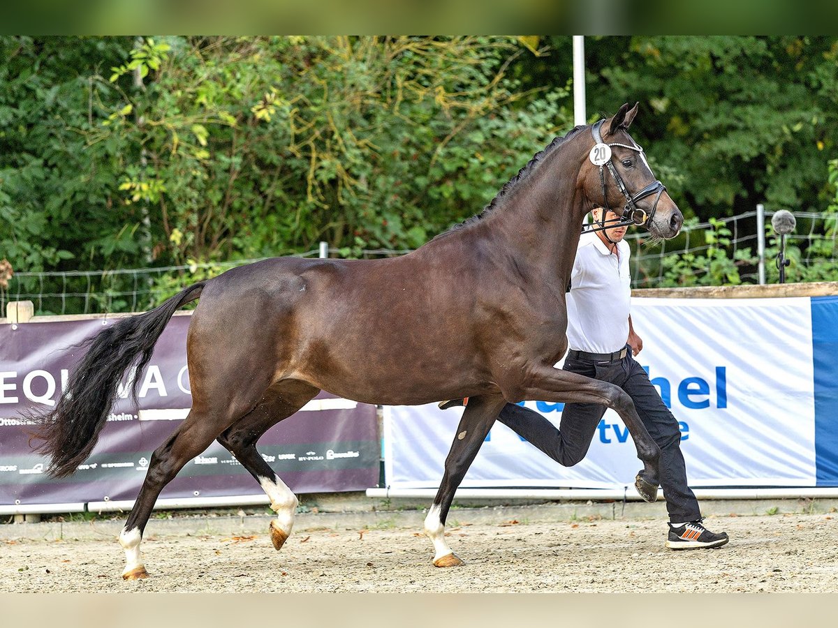 Trakehner Mare 4 years 16,2 hh Smoky-Black in Moosach