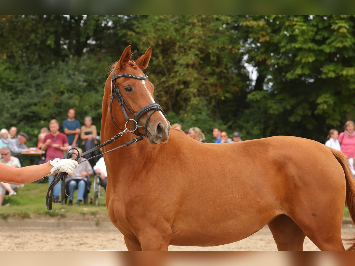 Trakehner Mare 4 years Chestnut-Red in Soltendieck