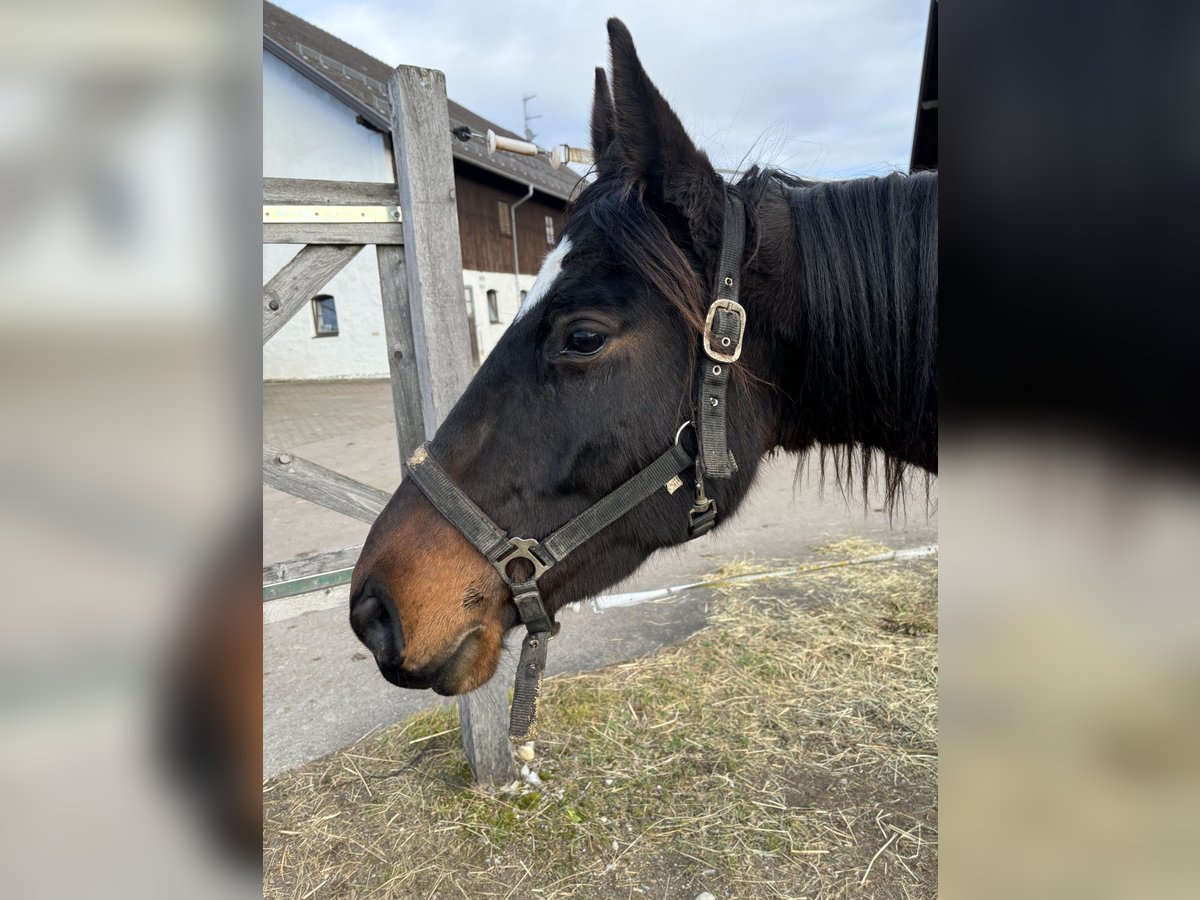 Trakehner Mare 5 years 15,2 hh Bay-Dark in Rott