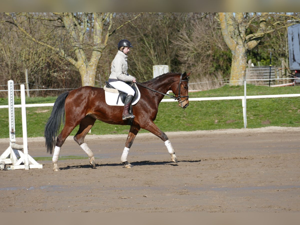 Trakehner Mare 5 years 15,2 hh Brown in Ganschow