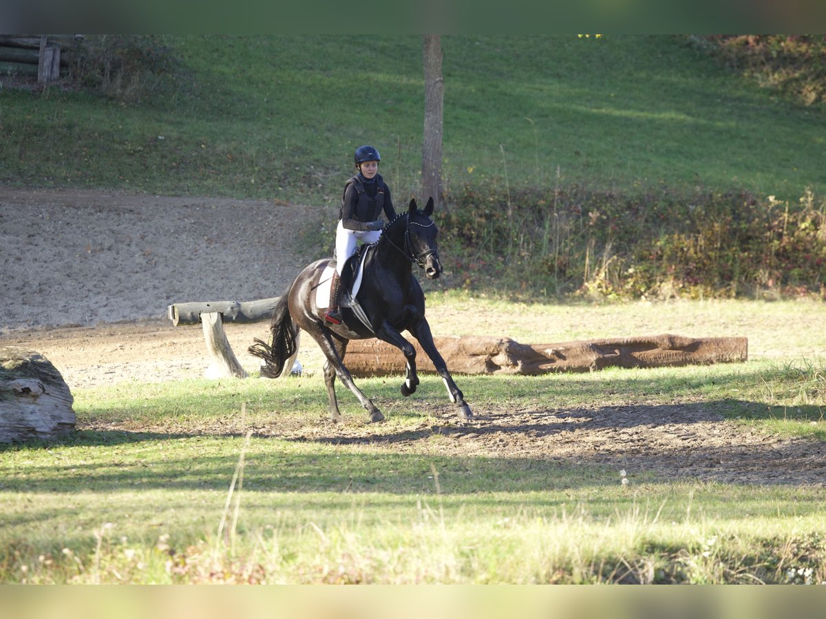 Trakehner Mare 5 years 16,1 hh Black in Neumünster