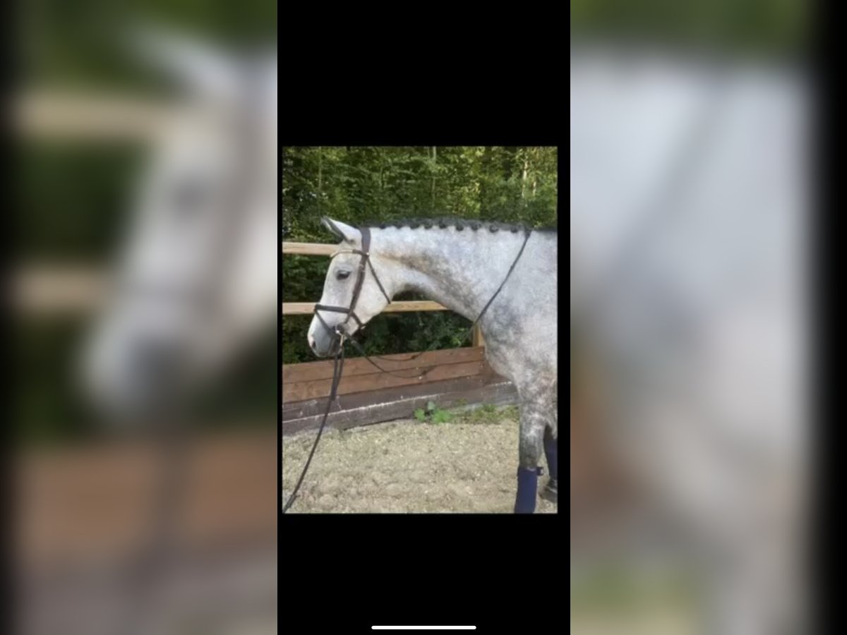 Trakehner Mare 5 years 16,1 hh Gray in Oberhausen