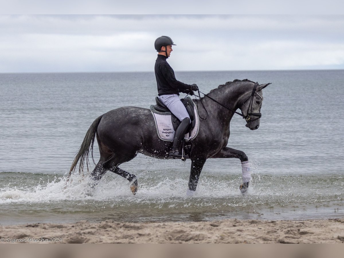 Trakehner Mare 5 years 16,2 hh Gray in Neumünster