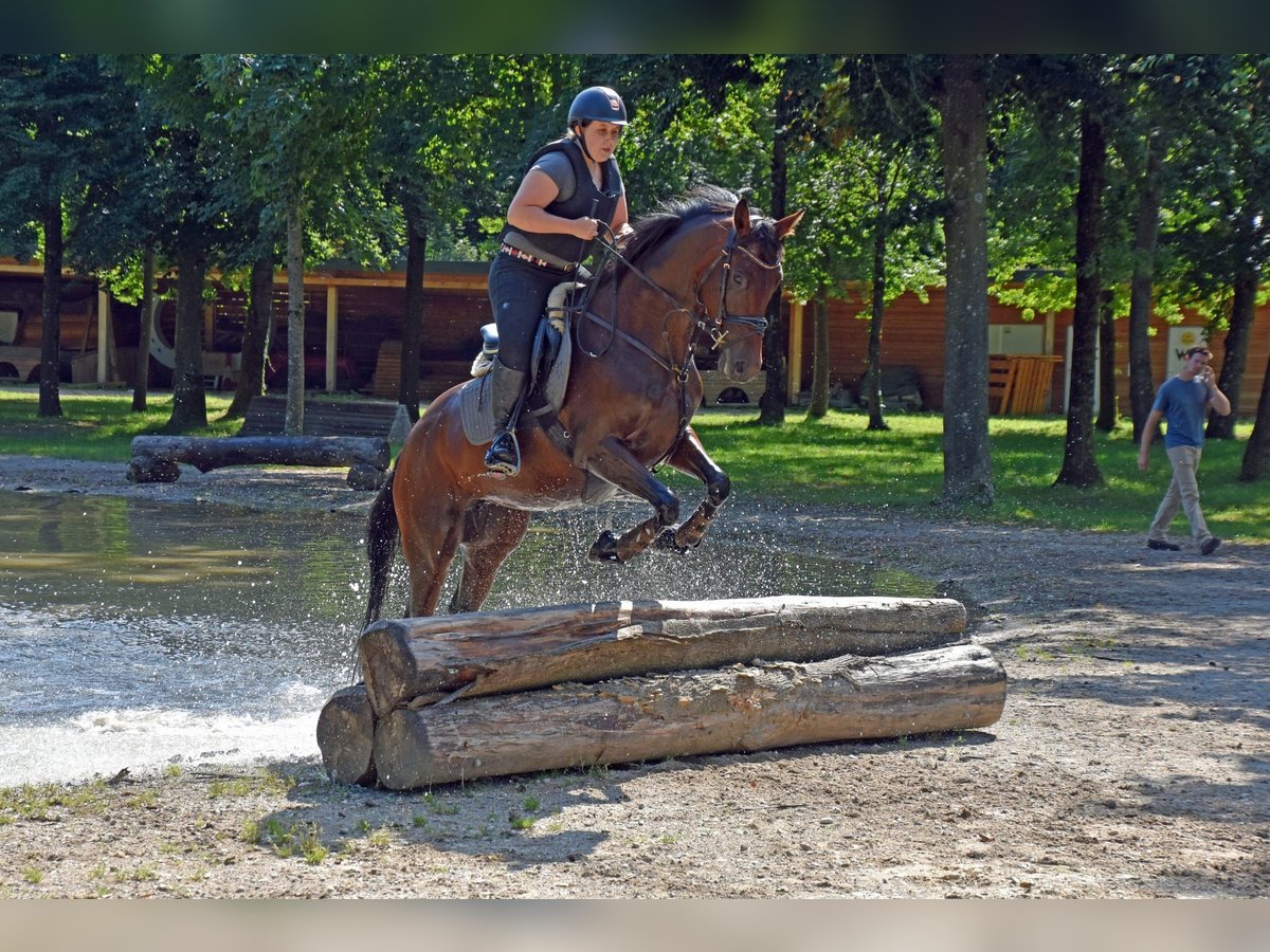 Trakehner Mare 5 years 16 hh Brown in Lengau