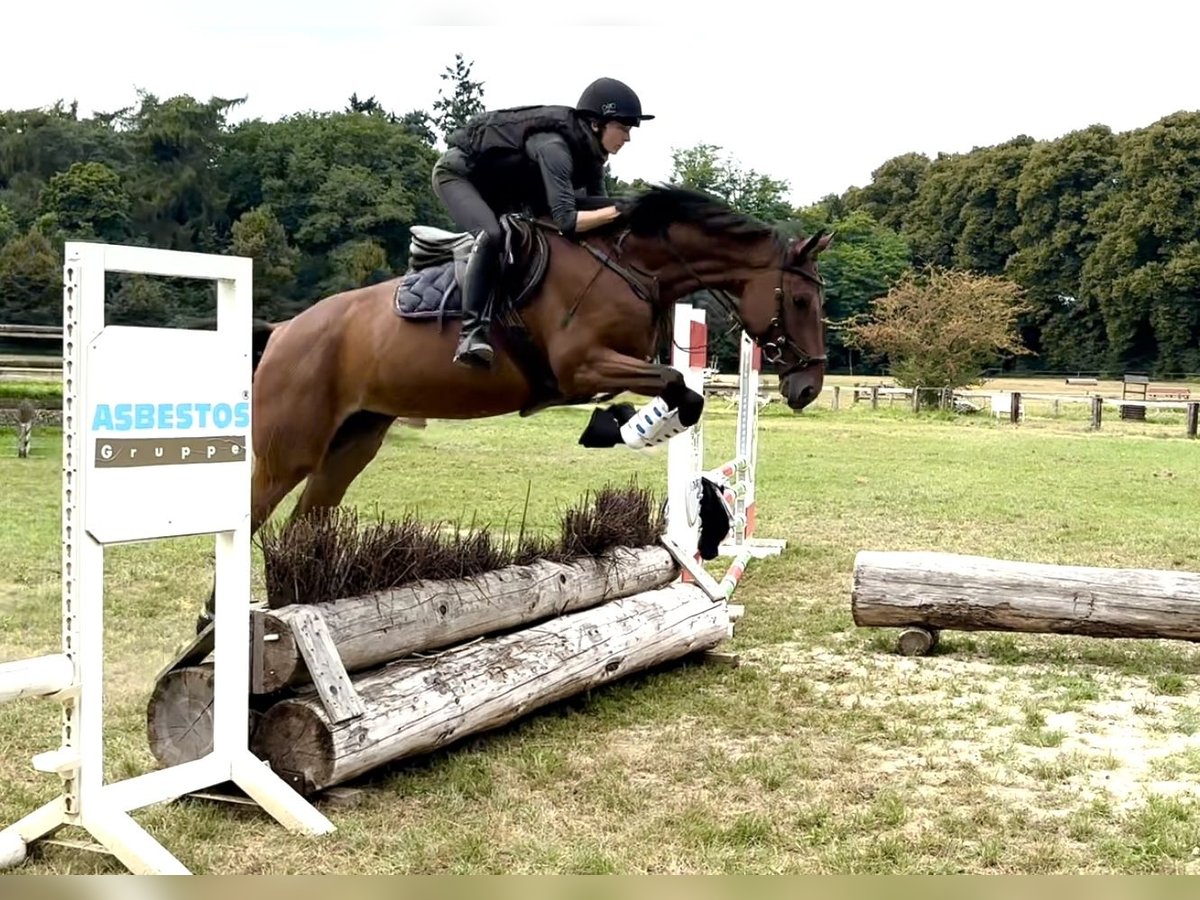 Trakehner Mare 5 years 16 hh Brown in Heiligenhaus