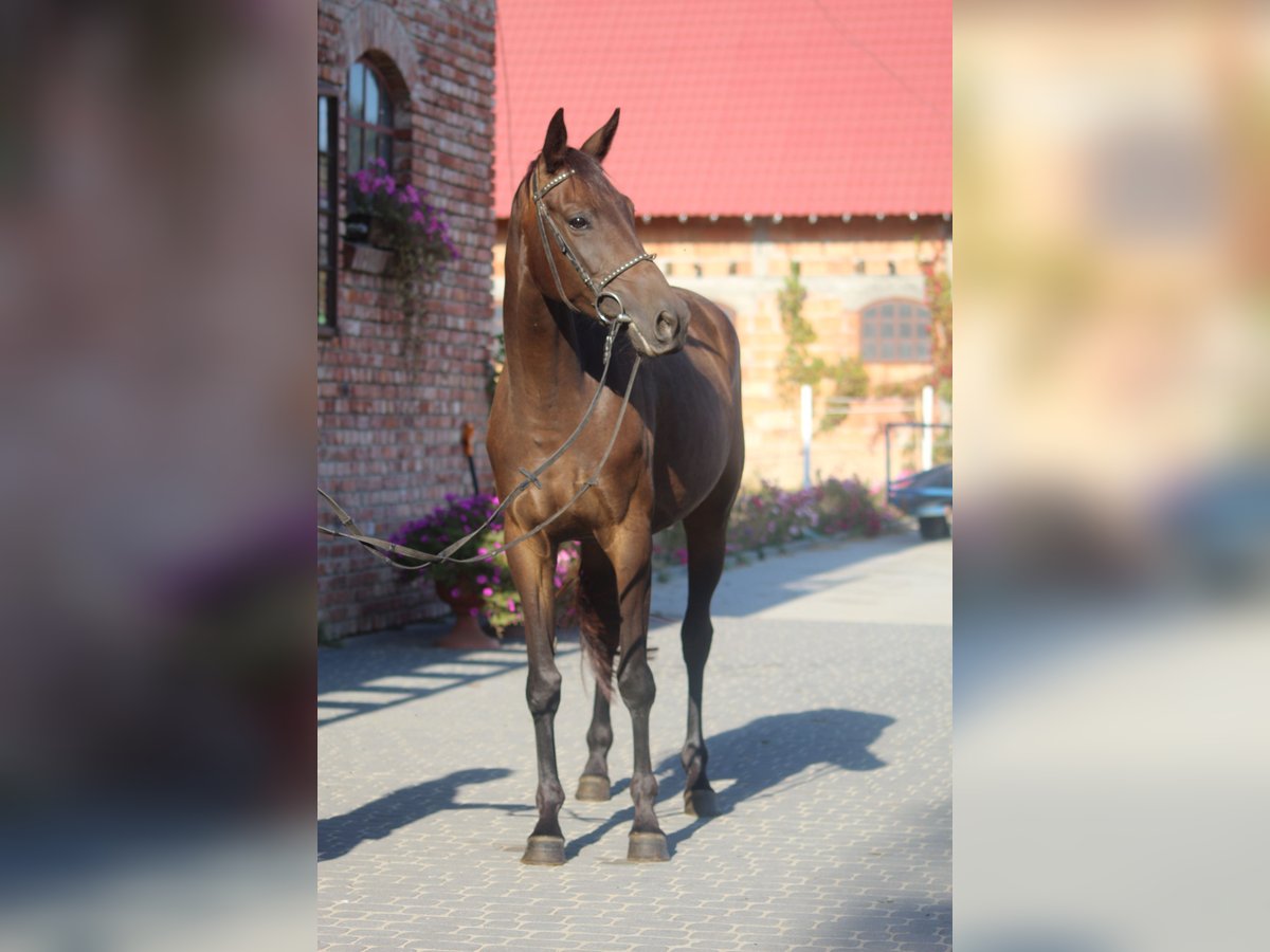 Trakehner Mare 5 years 16 hh Brown in Młynary