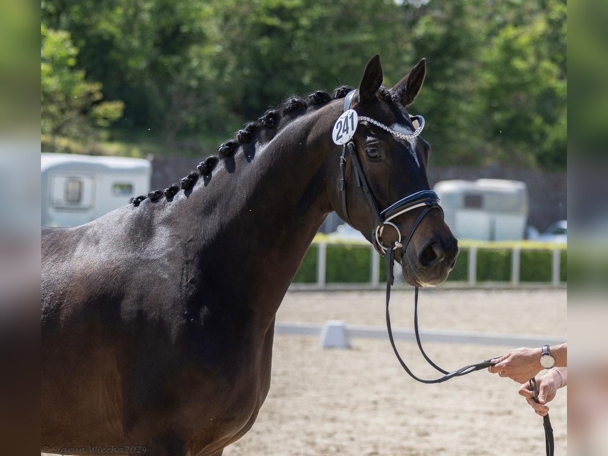 Trakehner Mare 5 years 16 hh in Ingolstadt