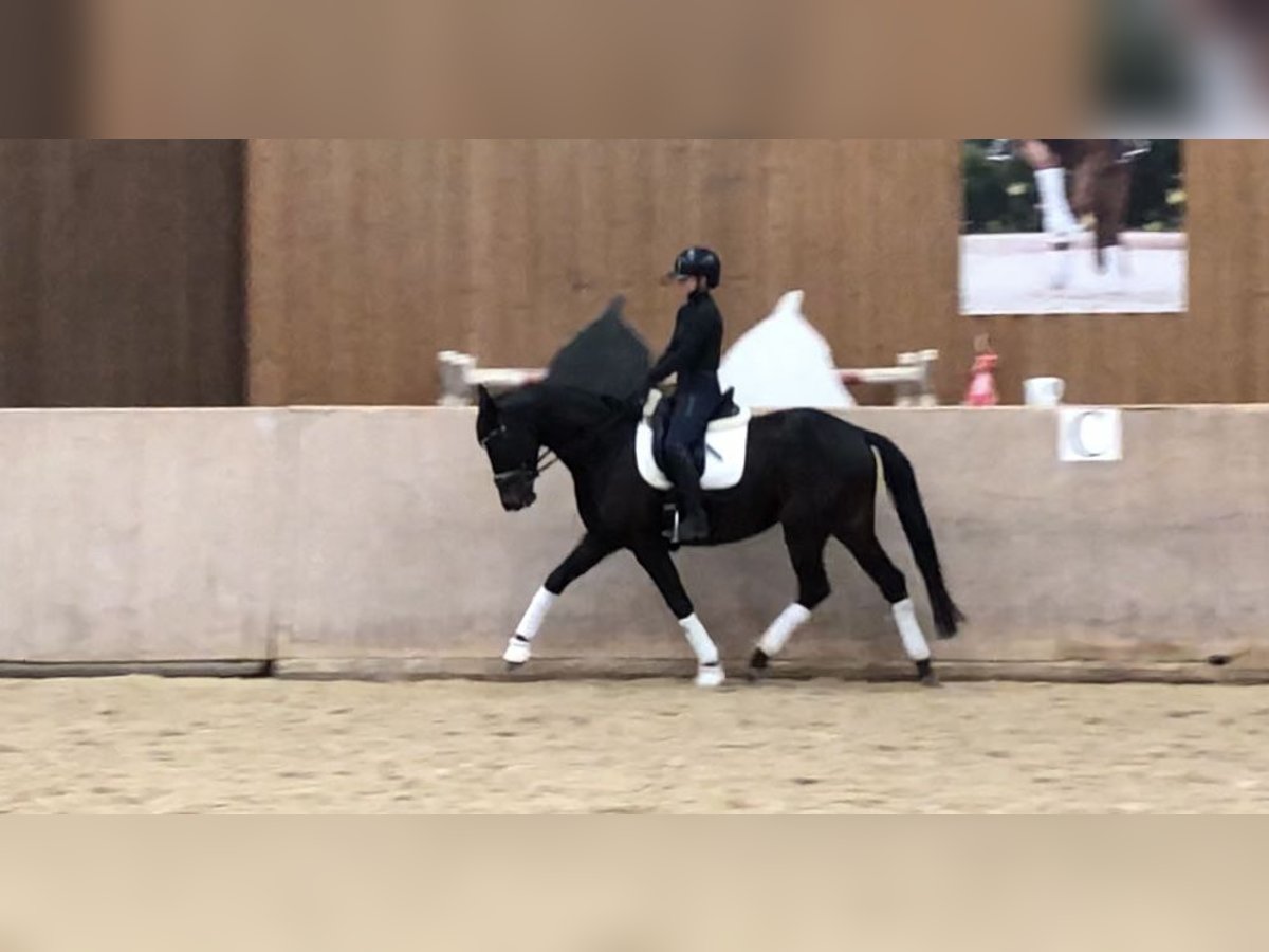 Trakehner Mare 5 years 16 hh Smoky-Black in Mehrnbach