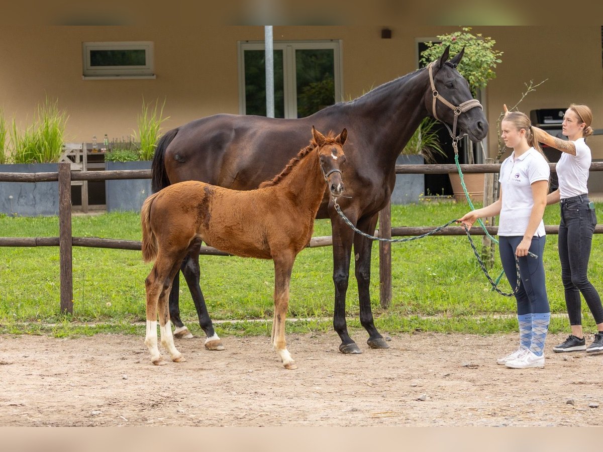Trakehner Mare 5 years 17,1 hh Black in Walshausen