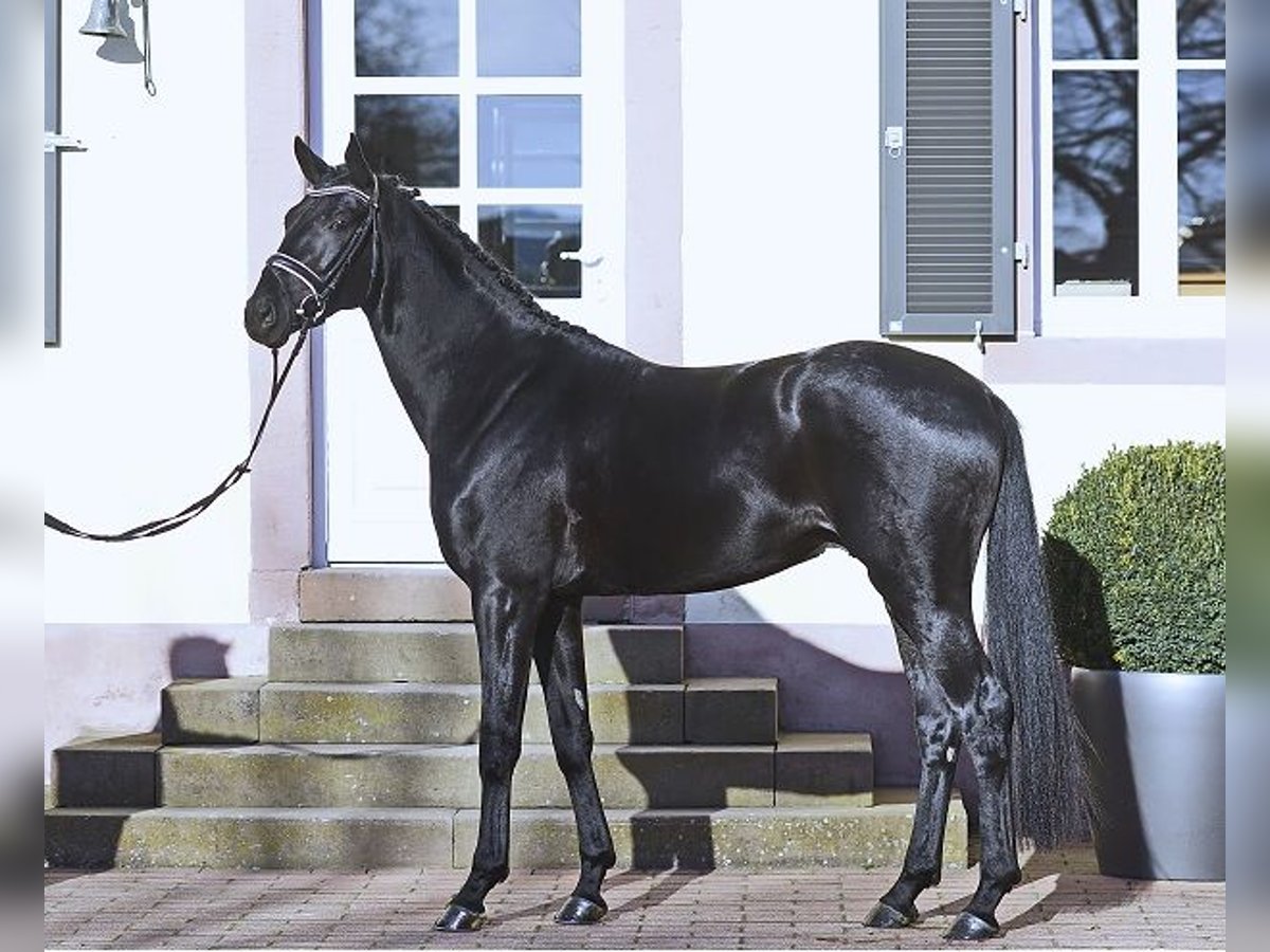 Trakehner Mare 6 years 15,3 hh Black in Neunkirchen