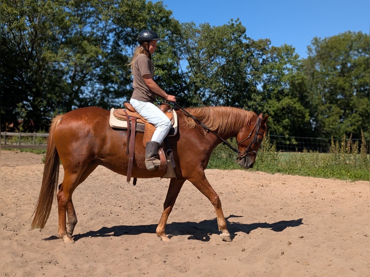 Trakehner, Mare in Liebstadt