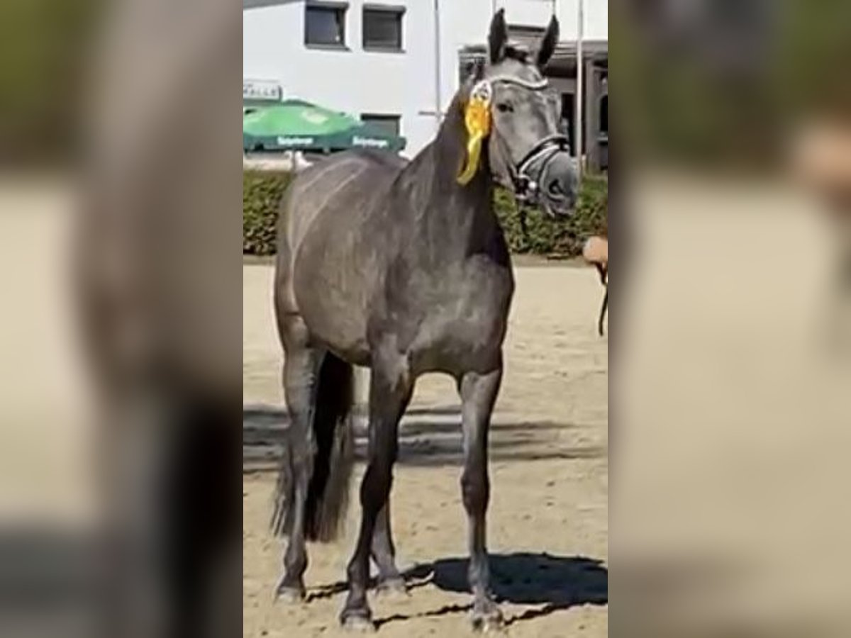 Trakehner Mare 6 years 16,1 hh Gray in Nümbrecht