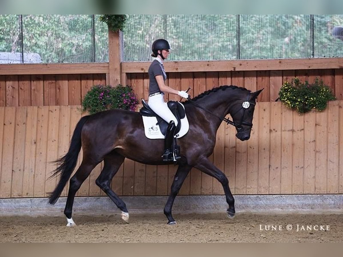 Trakehner Mare 6 years 16,2 hh Brown in Liessel