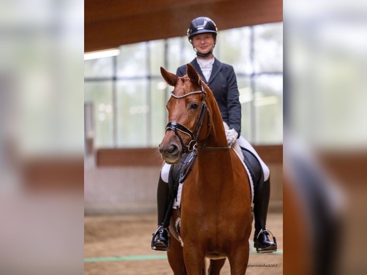 Trakehner Mare 6 years 16,2 hh Chestnut-Red in Ennigerloh