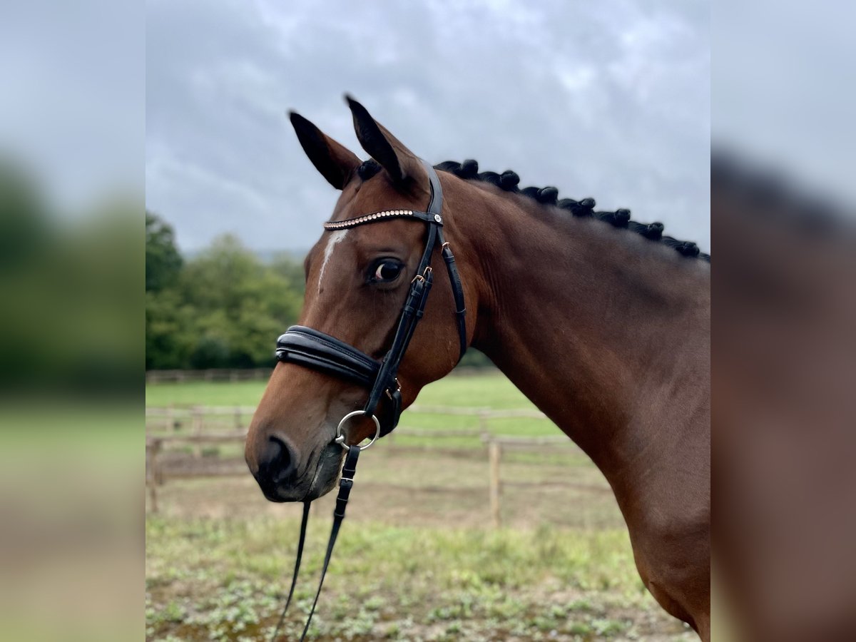 Trakehner Mare 6 years 16 hh Brown in Bodenfelde