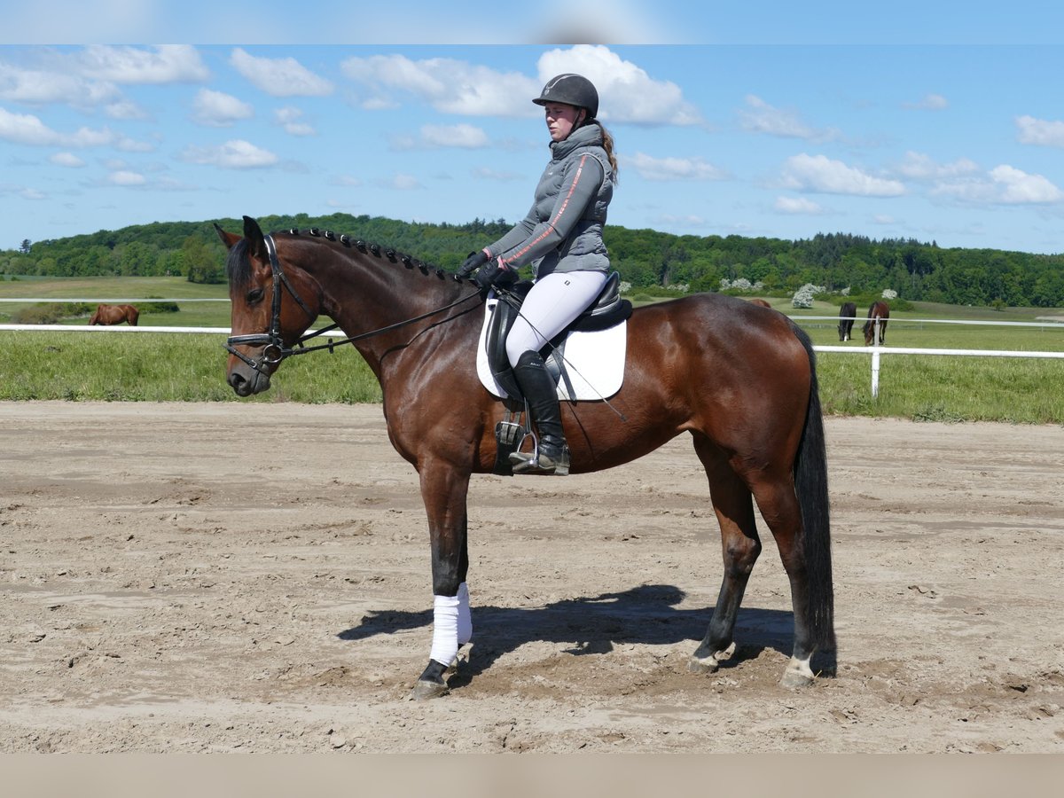 Trakehner Mare 6 years 16,1 hh Brown in Ganschow