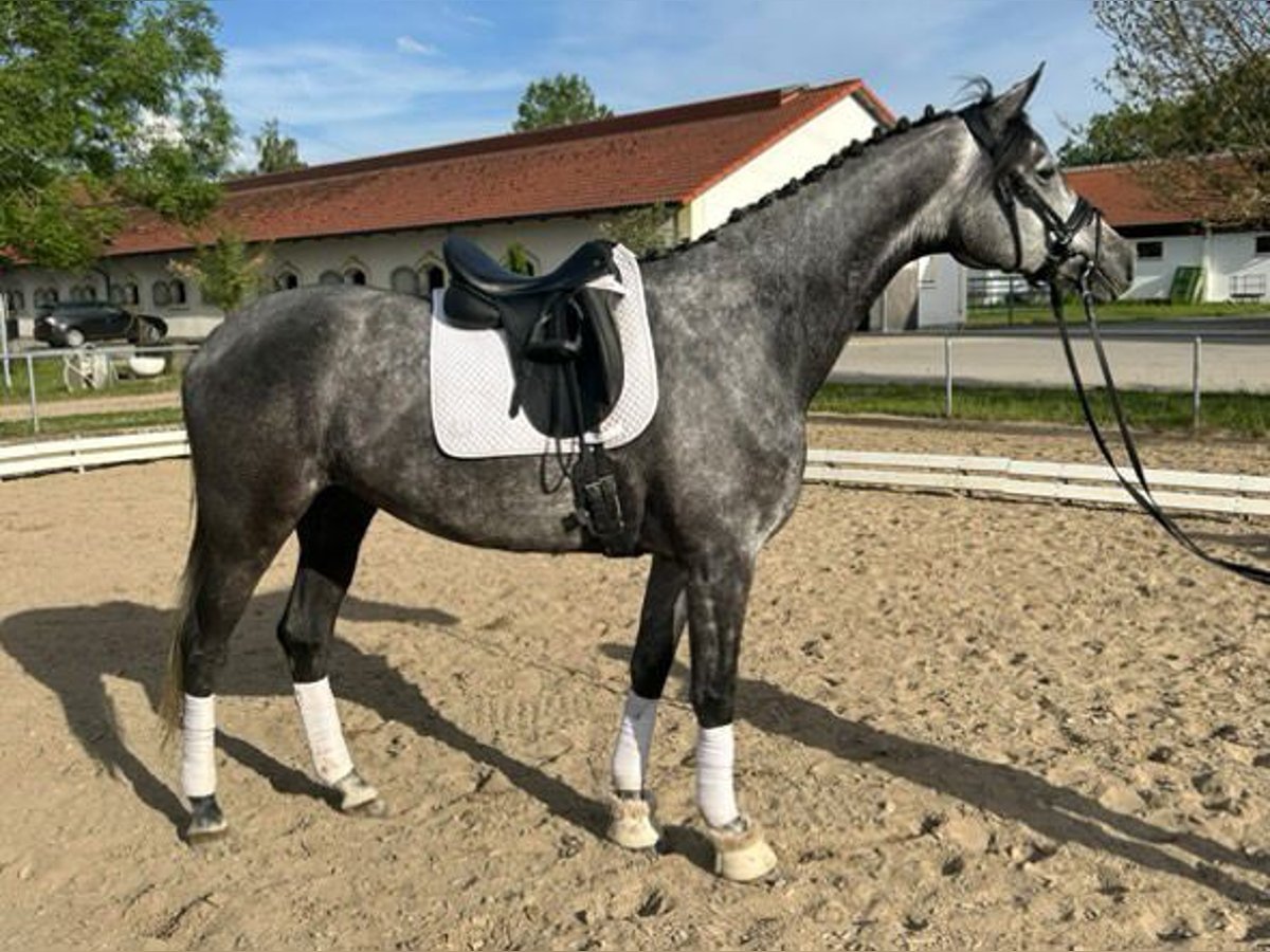 Trakehner Mare 6 years 16,2 hh Gray in Karlsfeld