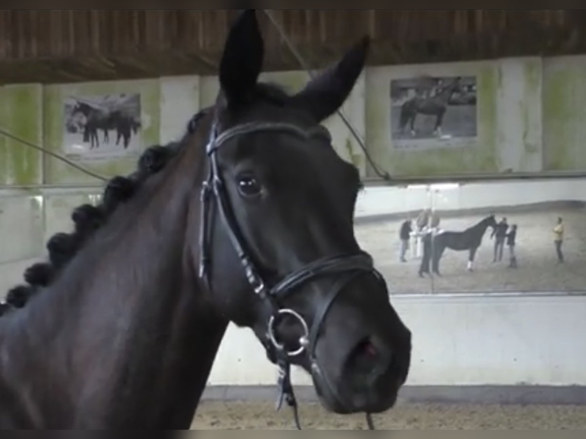 Trakehner Mare 8 years 16,1 hh Black in Springe