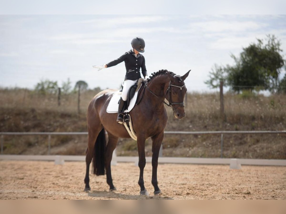 Trakehner Mare 8 years 17 hh Bay-Dark in Neuendettelsau