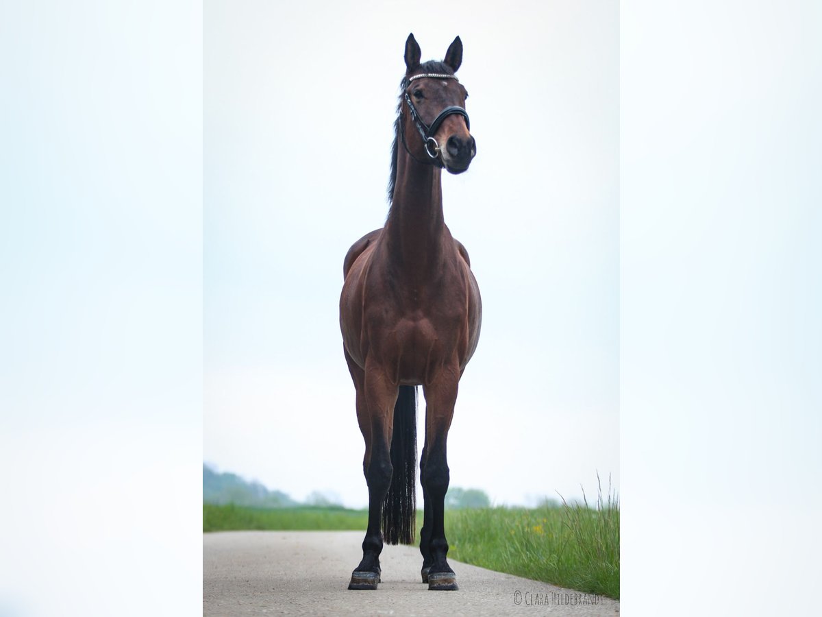 Trakehner Mare 9 years 16,2 hh Brown in Alfdorf