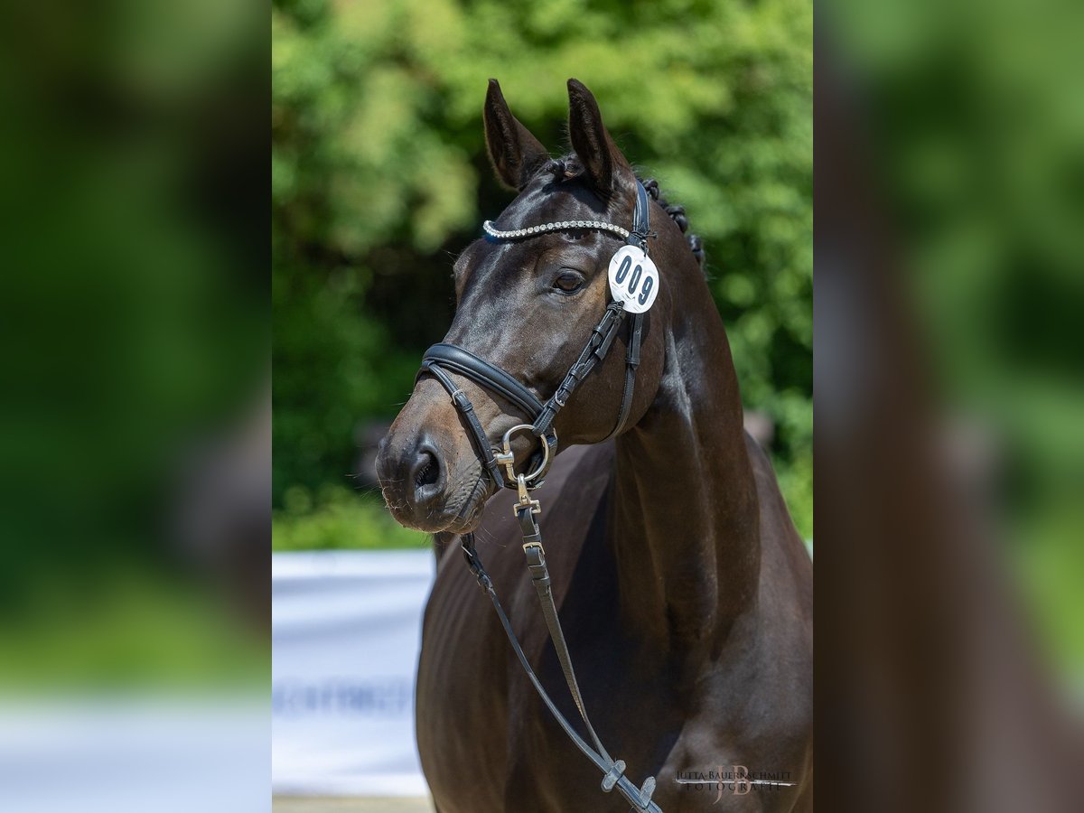 Trakehner Mare 9 years 16,1 hh Smoky-Black in Weilheim in Oberbayern