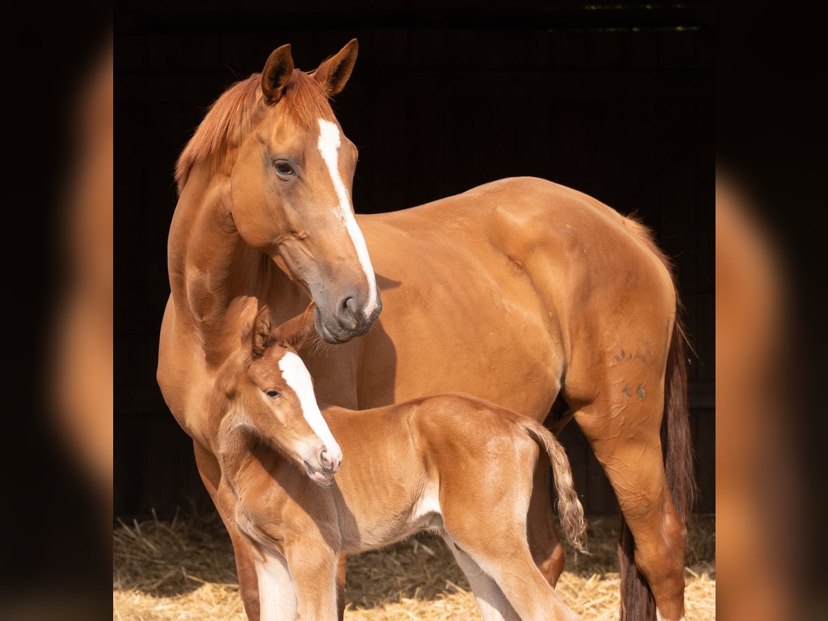 Trakehner Mare 9 years 17 hh Chestnut-Red in Kneitlingen