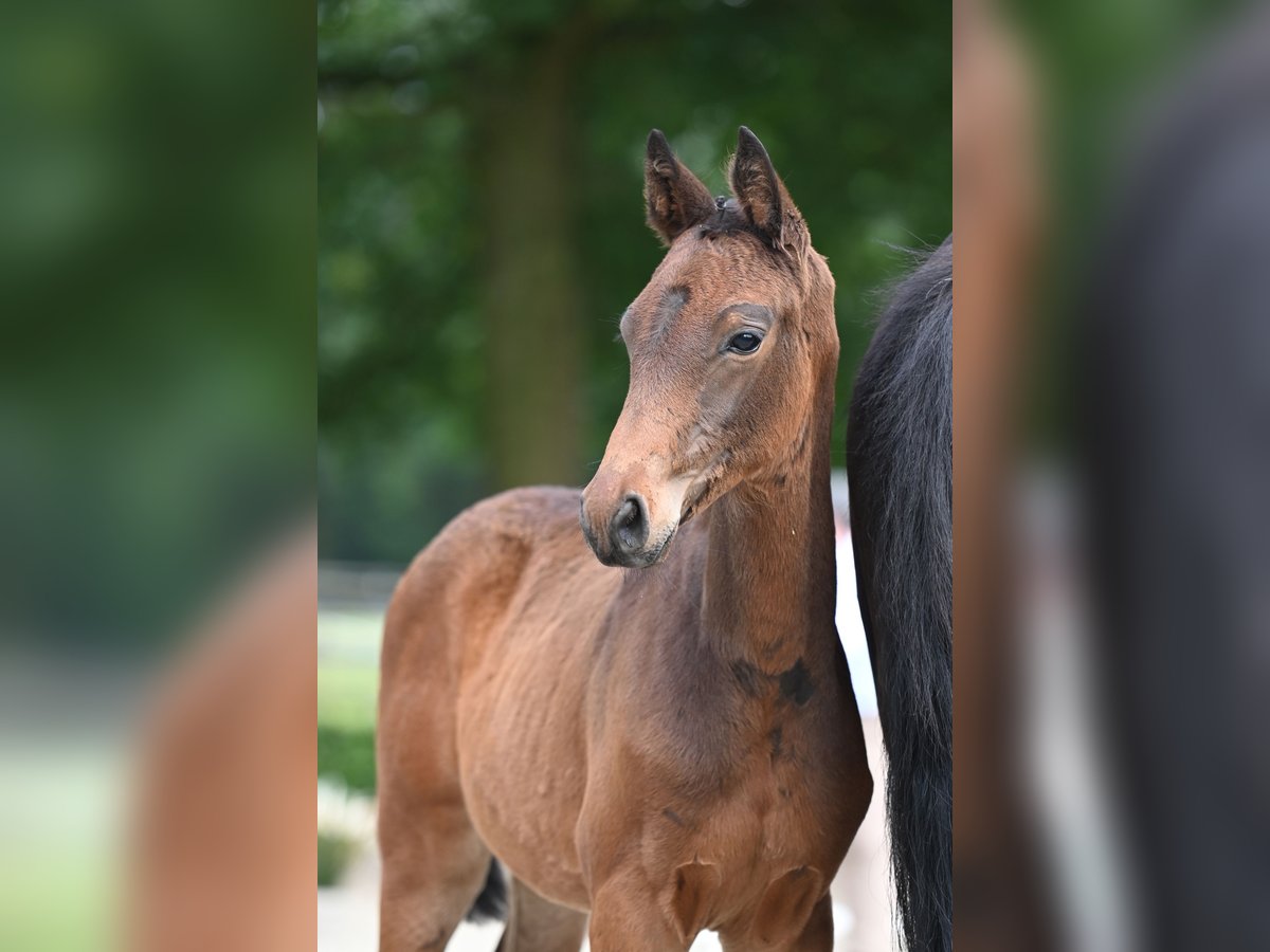 Trakehner Mare Foal (05/2024) 16,1 hh Bay-Dark in Schwerte