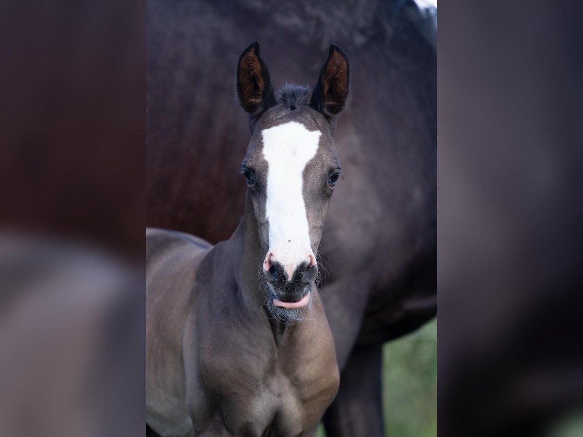 Trakehner Mare Foal (05/2024) 16,1 hh Black in Sperenberg