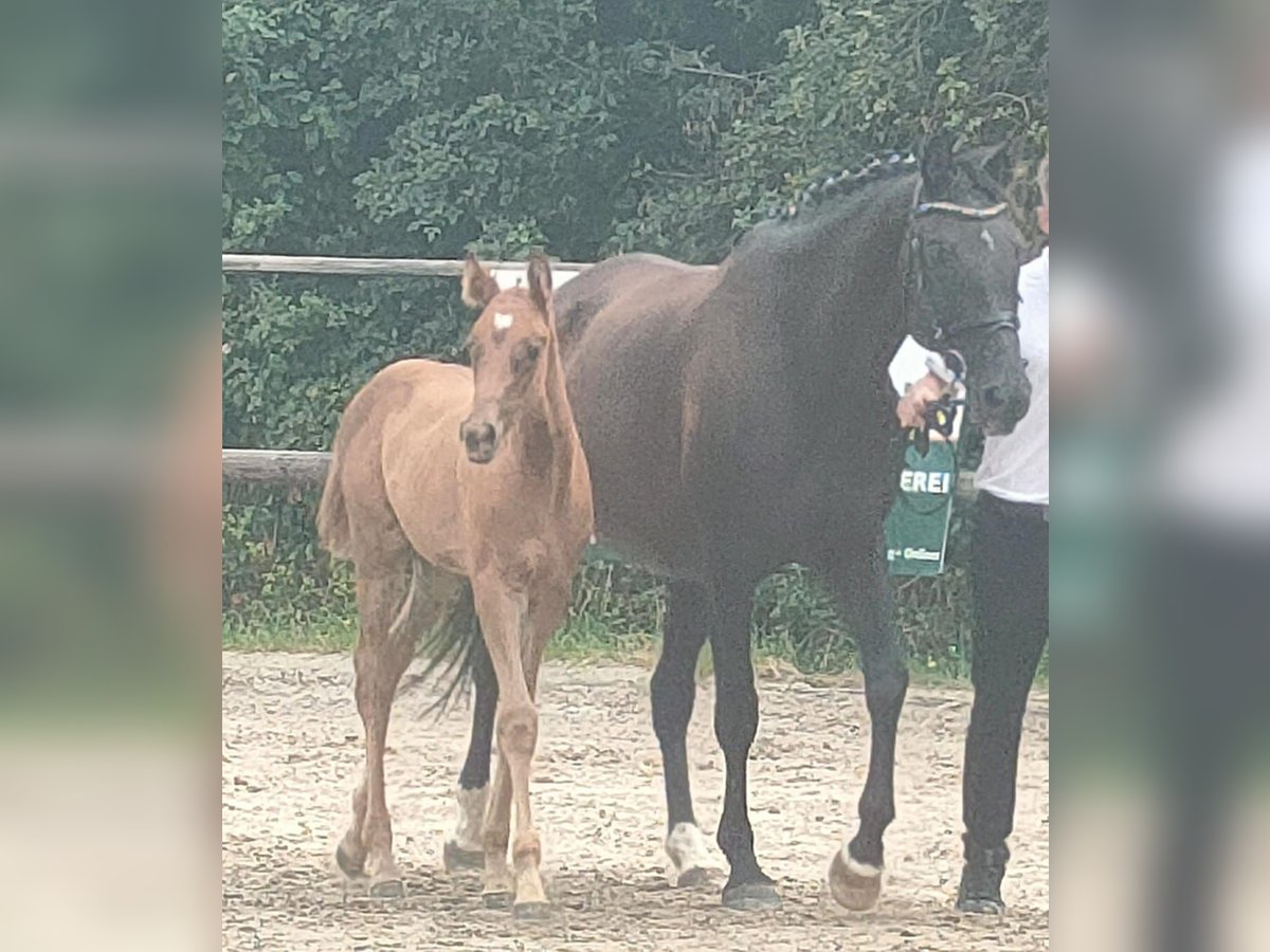 Trakehner Mare Foal (05/2024) 16,1 hh Chestnut in Großharthau