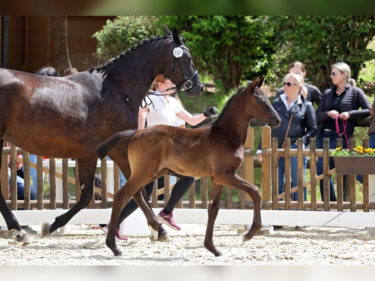Trakehner Mare Foal (05/2024) 16,2 hh Black in Issum