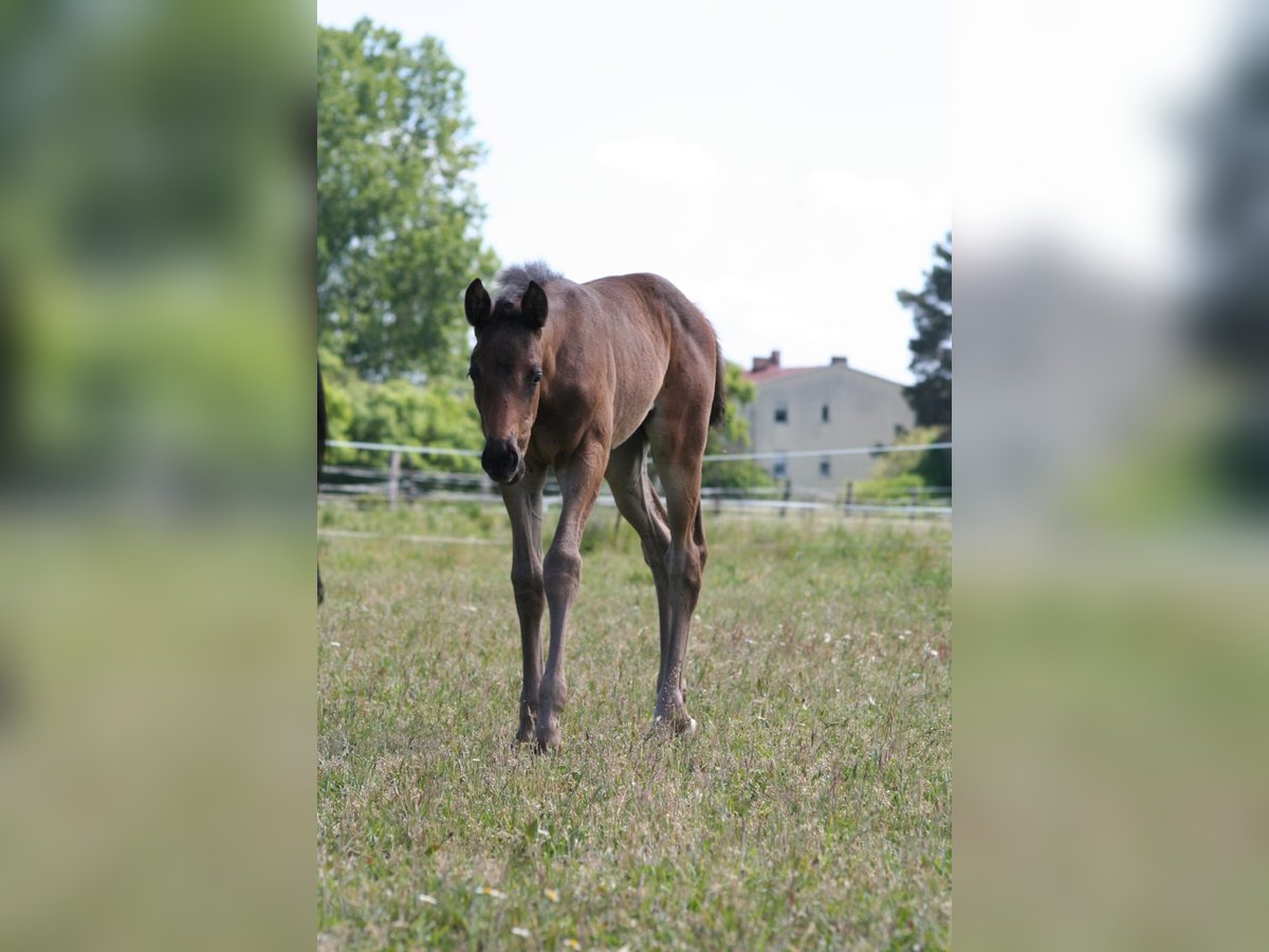 Trakehner Mare  16,1 hh Brown in Sperenberg