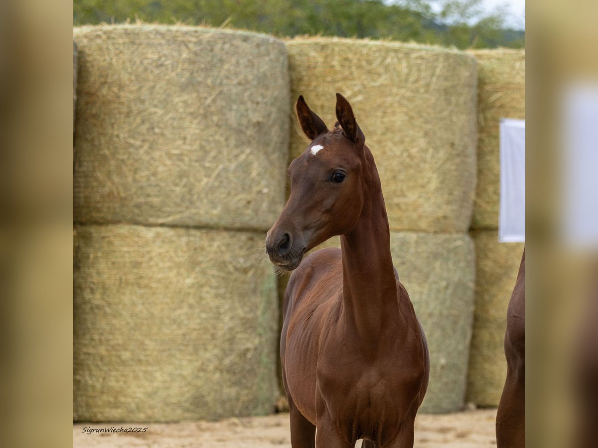 Trakehner Mare Foal (05/2025) 16,1 hh Chestnut-Red in Aytos
