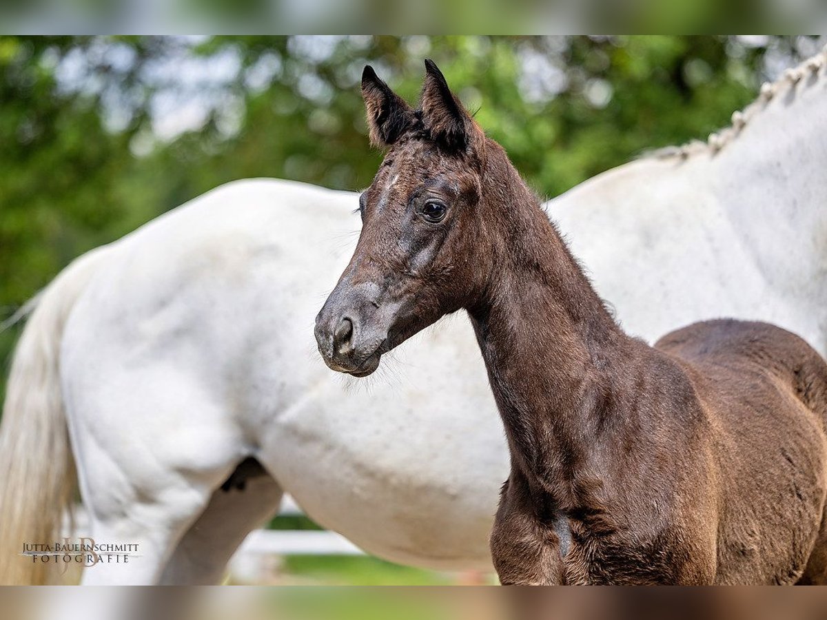 Trakehner Mare Foal (04/2024) Bay-Dark in Feldkirchen