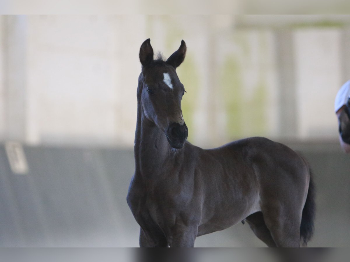 Trakehner Mare Foal (06/2025) Bay-Dark in Schackensleben