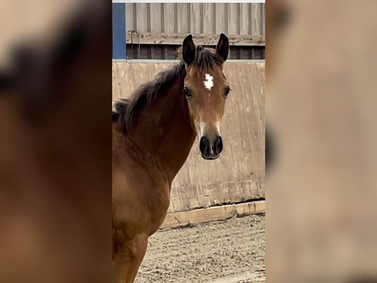 Trakehner Mare Foal (03/2025) Brown in Bad Oldesloe
