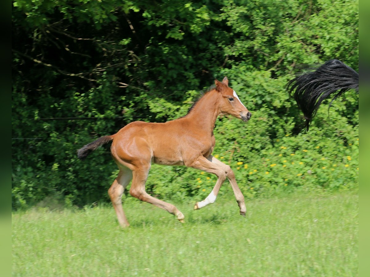 Trakehner Mare Foal (04/2024) Brown in Hollenstedt