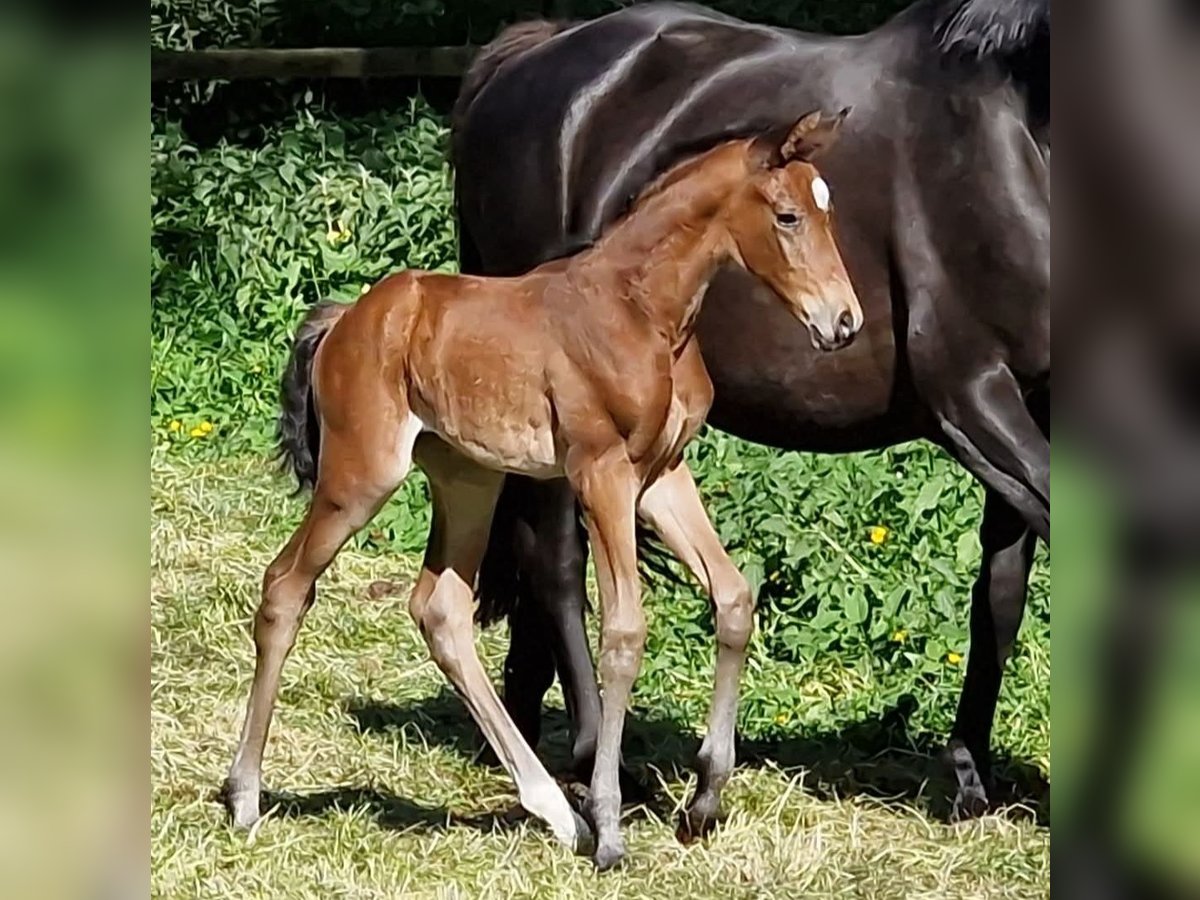 Trakehner Mare  Brown in Majenfelde