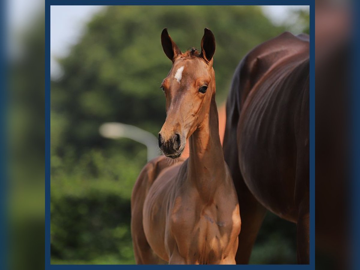 Trakehner Mare Foal (06/2024) Brown in Gieten