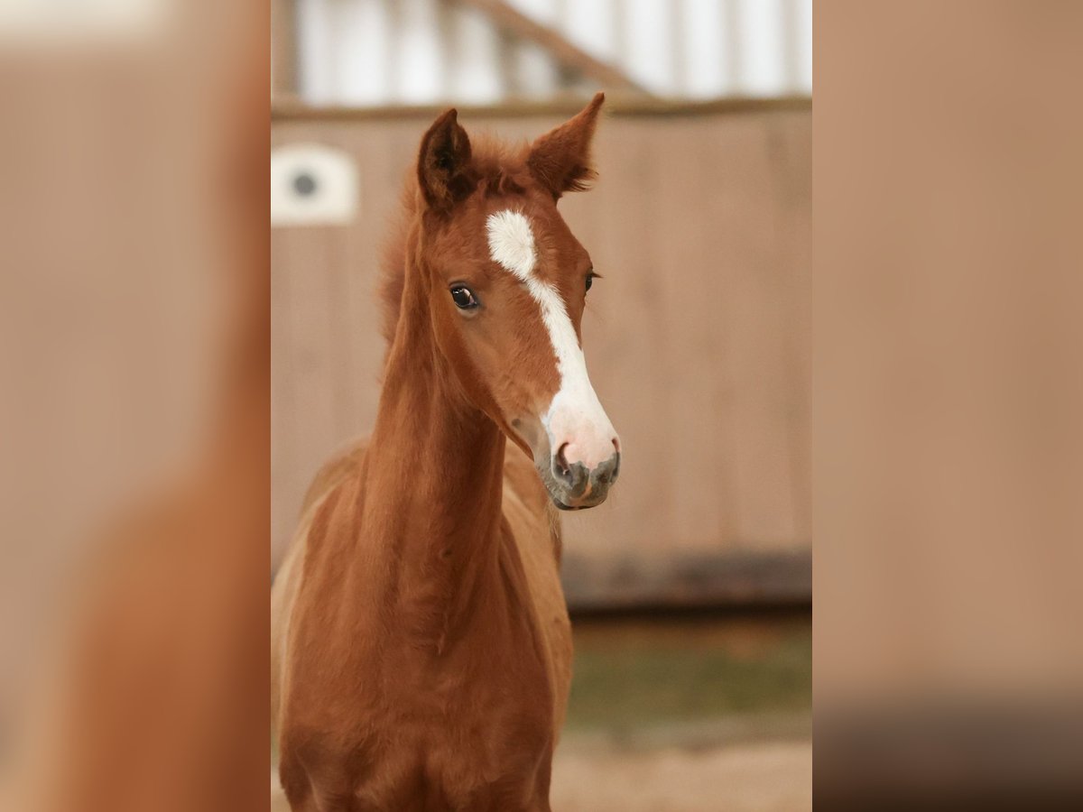 Trakehner Mare Foal (04/2024) Chestnut-Red in Uslar