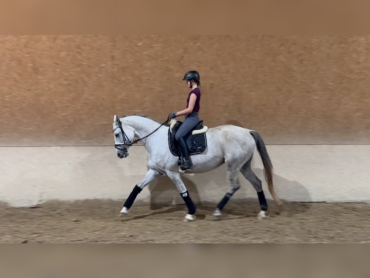 Trakehner Merrie 10 Jaar 166 cm Vliegenschimmel in Wehringen