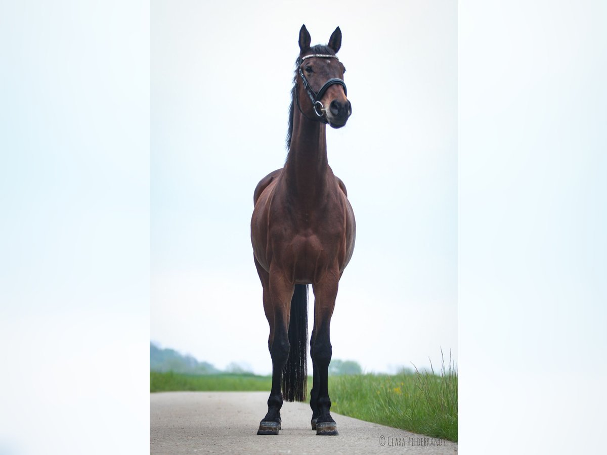 Trakehner Merrie 10 Jaar 168 cm Bruin in Neresheim