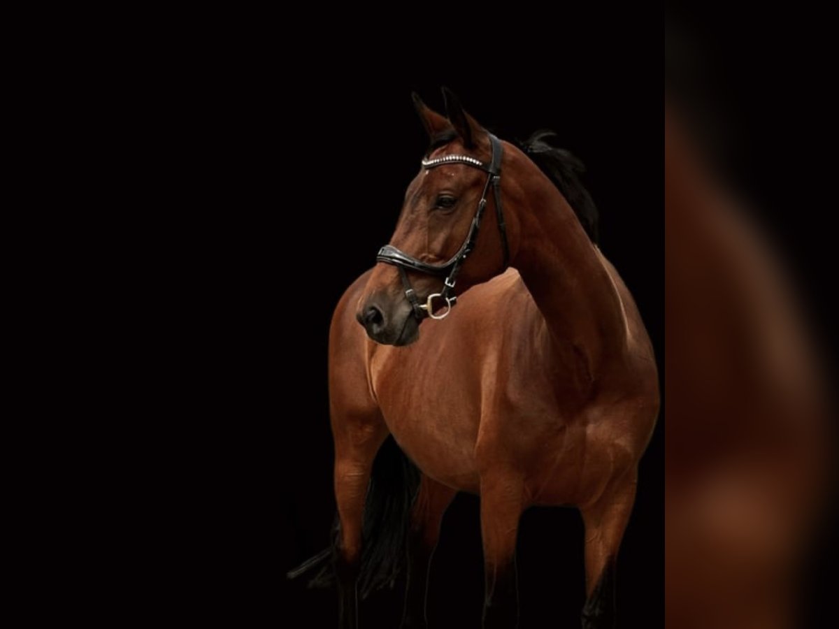 Trakehner Merrie 11 Jaar 165 cm Bruin in Ludwigslust