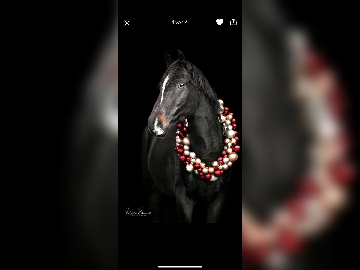 Trakehner Merrie 12 Jaar 167 cm Zwartbruin in L&#xFC;beck