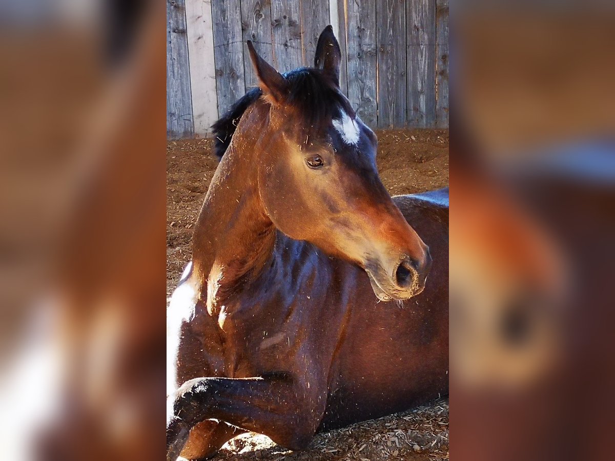 Trakehner Merrie 13 Jaar 163 cm Donkerbruin in Rosenheim