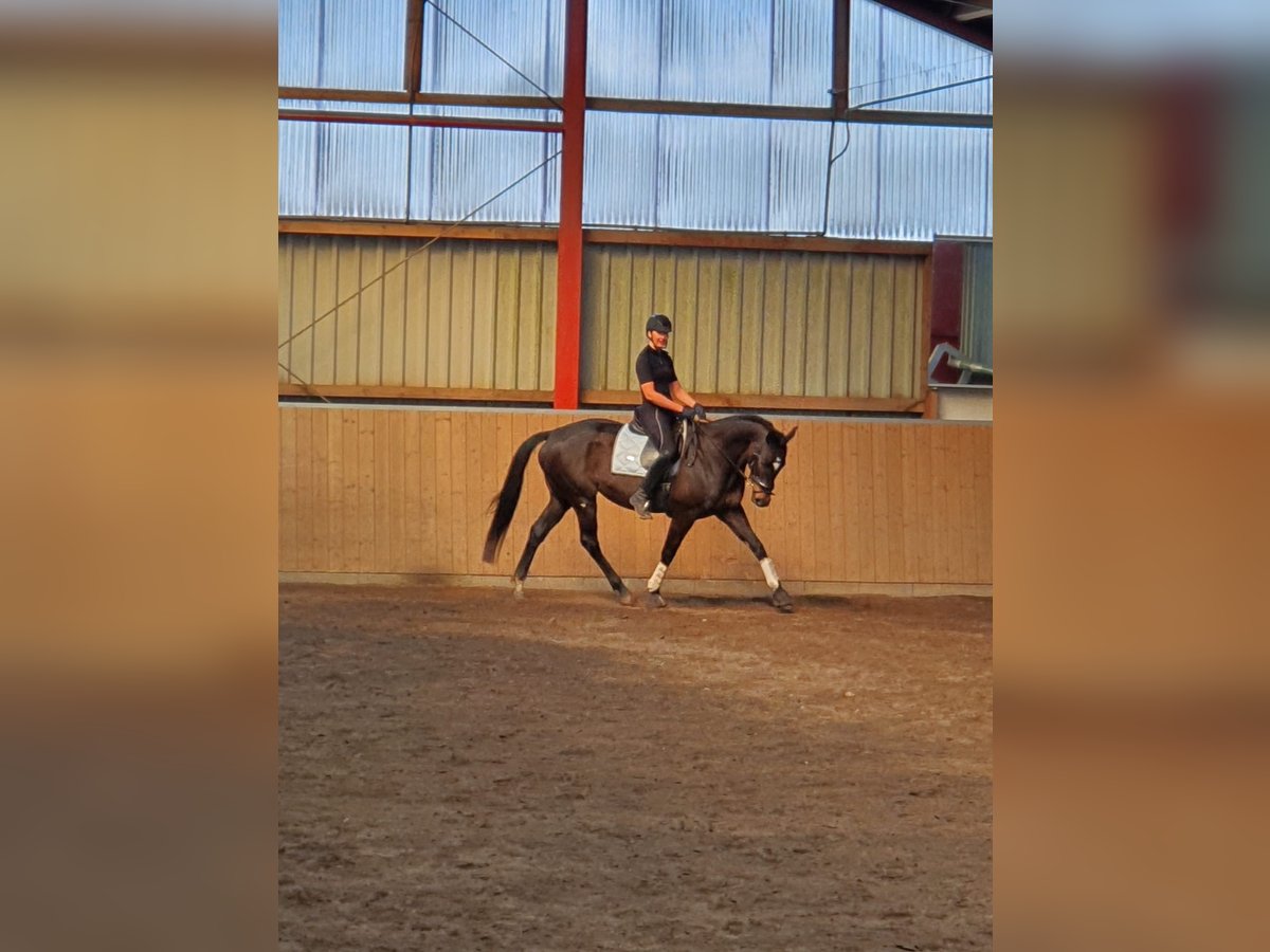 Trakehner Merrie 13 Jaar 163 cm Donkerbruin in Harrislee