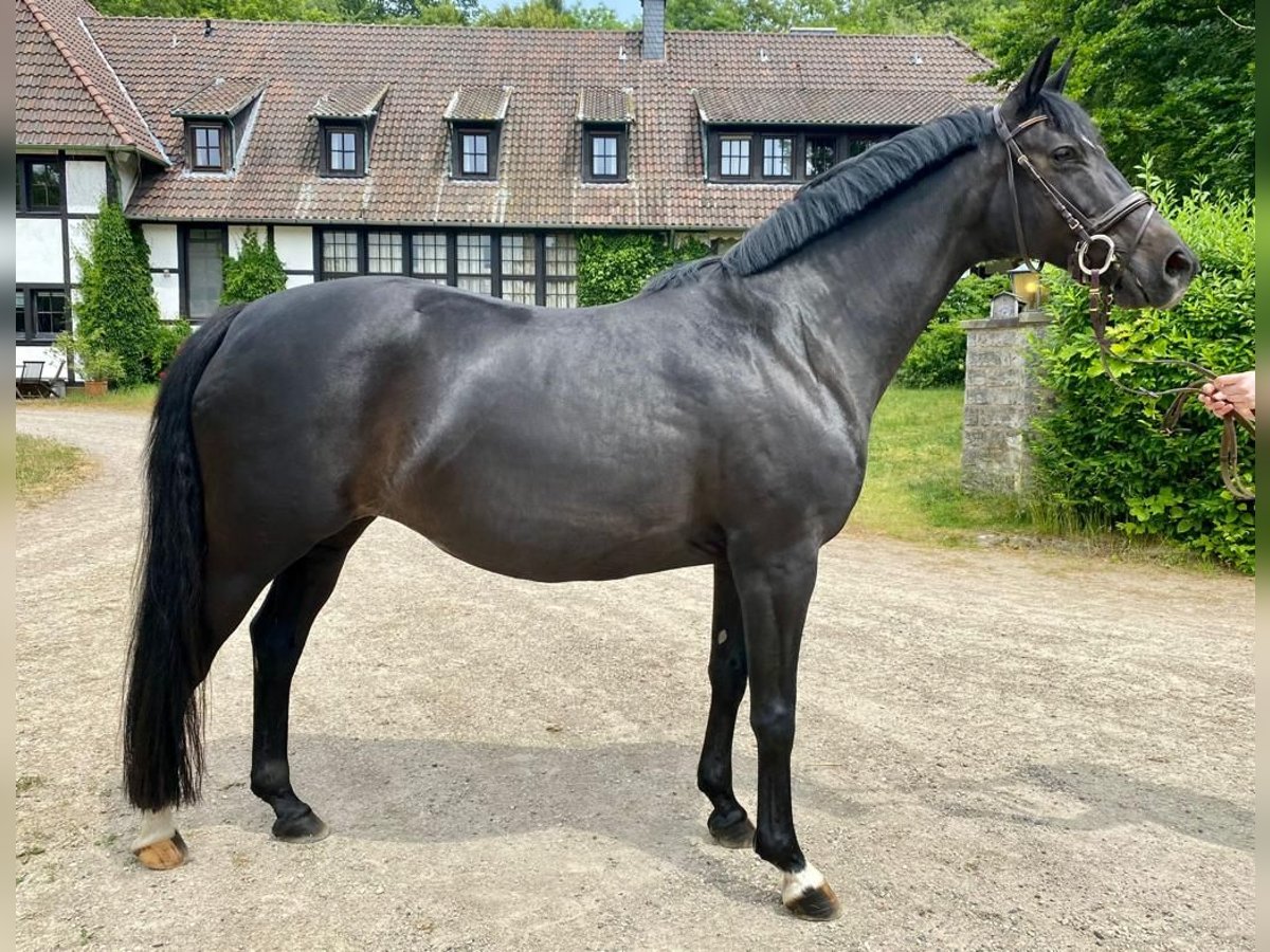 Trakehner Merrie 13 Jaar 165 cm Donkerbruin in Springe