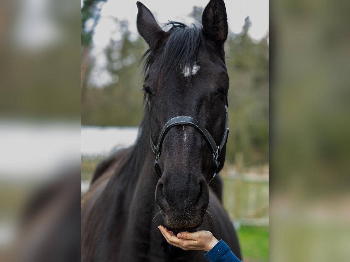 Trakehner Merrie 13 Jaar Zwart in Hasenmoor