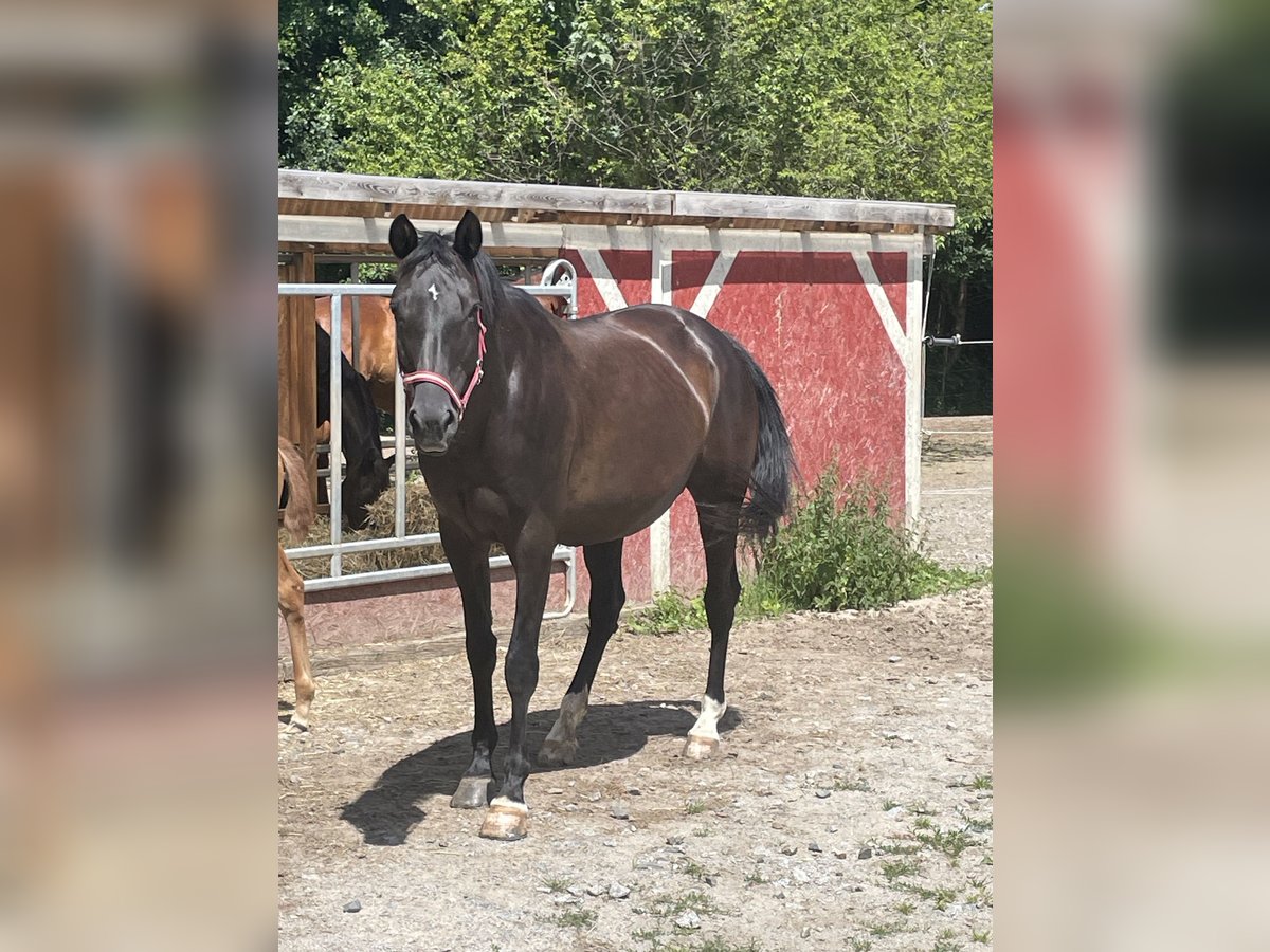 Trakehner Merrie 14 Jaar 166 cm Zwartbruin in Frankenthal